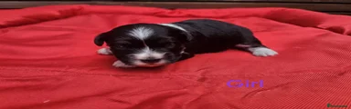 Havanese 6