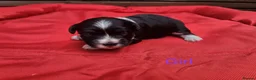 Havanese dogs for sale: Stunning Havanese Puppies - Advert 25