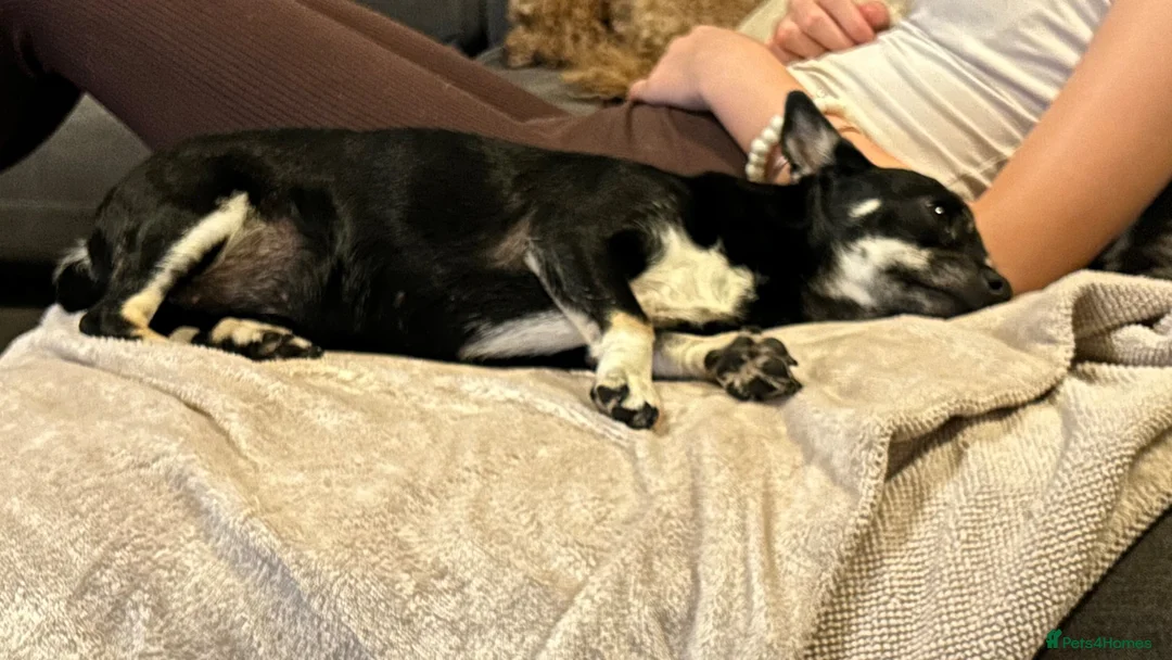Chihuahua dogs for sale: The most lovable Chihuahua  - Advert 3