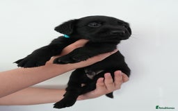 Mixed Breed dogs for sale: Mixed Breed Puppies - Image 7