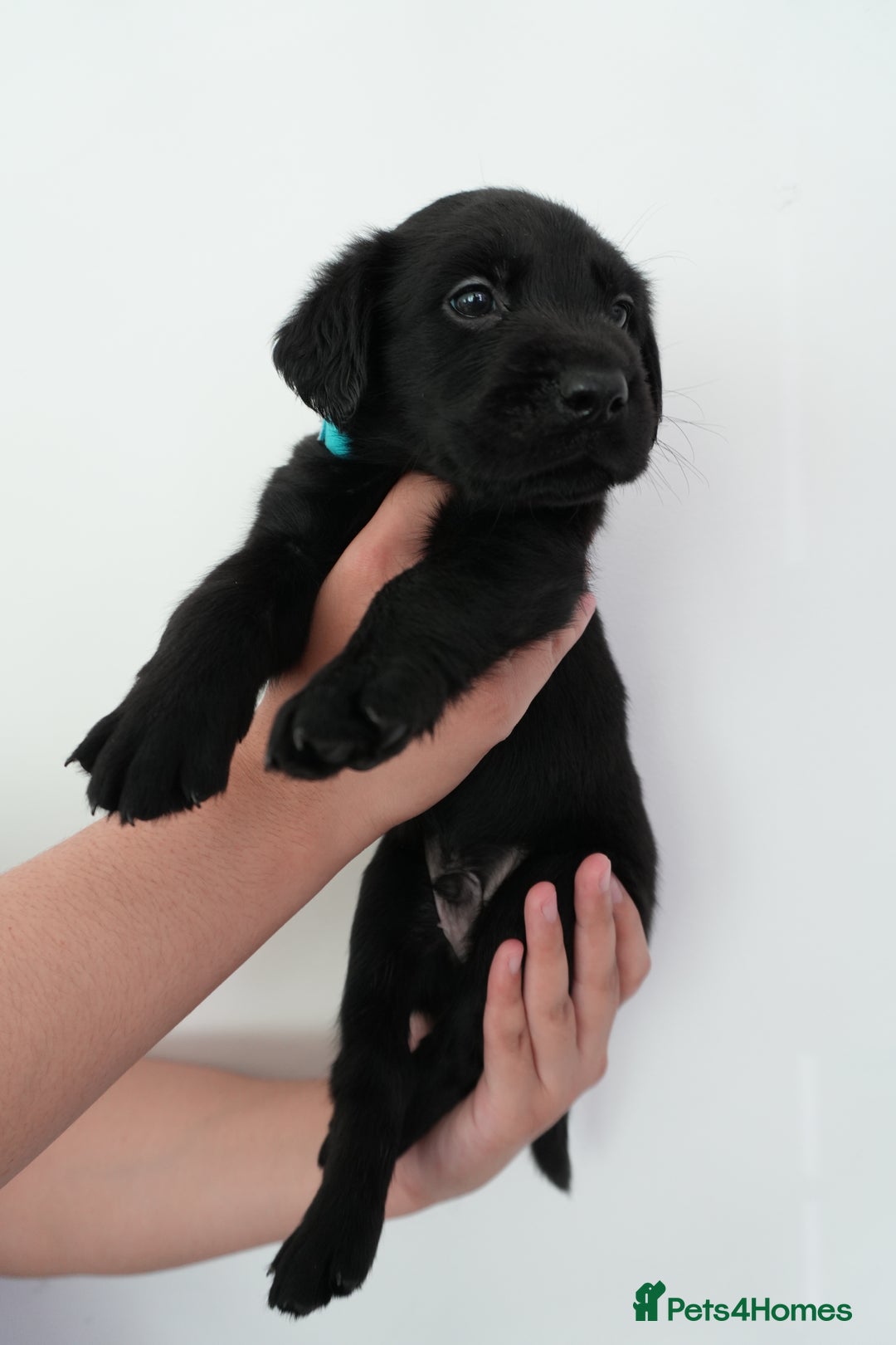 Mixed Breed dogs for sale: Mixed Breed Puppies - Image 7