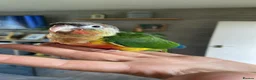 Conures birds for sale: Hand reared Green cheek Conures - Advert 6