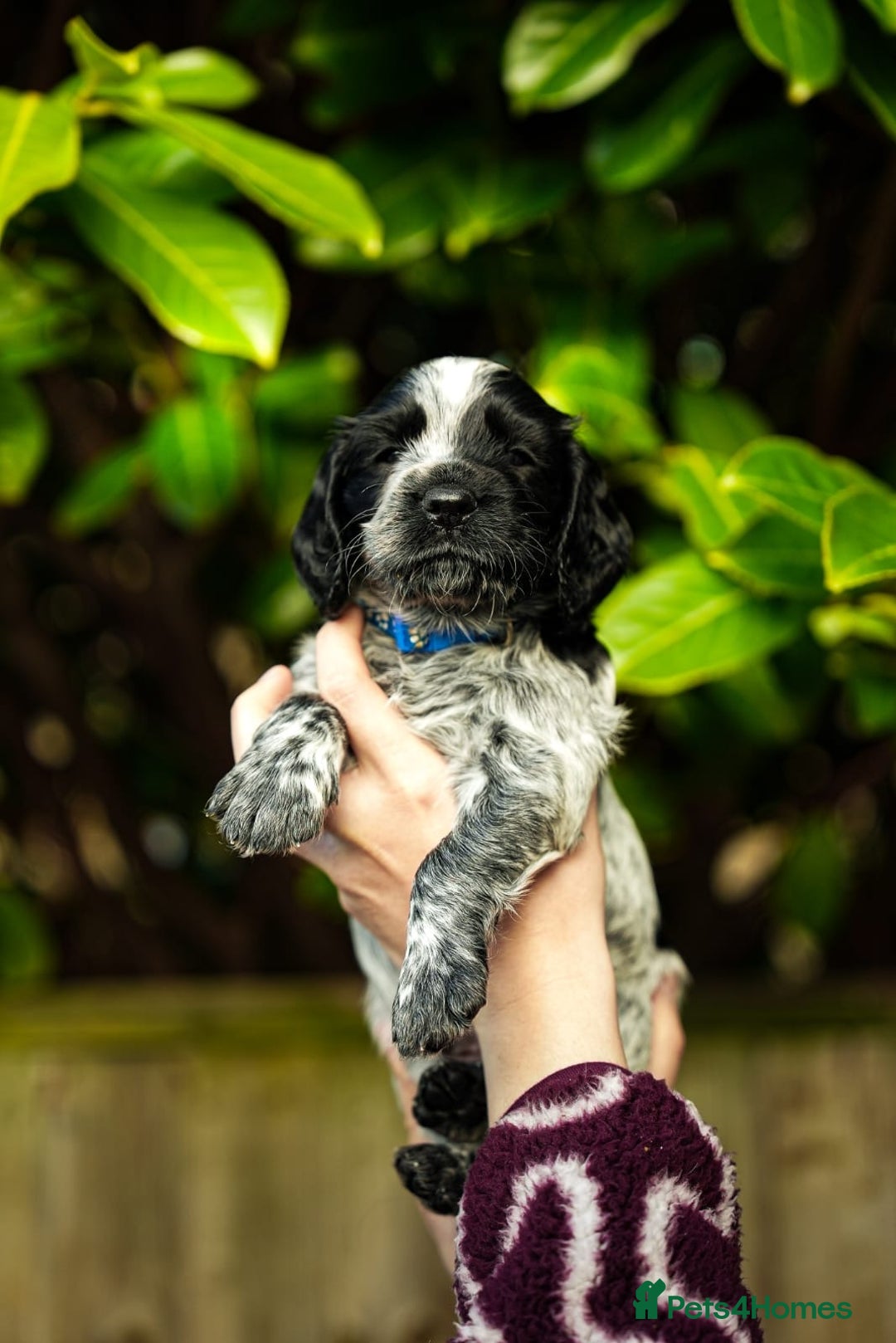 Cocker Spaniel dogs for sale: KC Registered Working Cocker Spaniel Puppies  - Advert 5