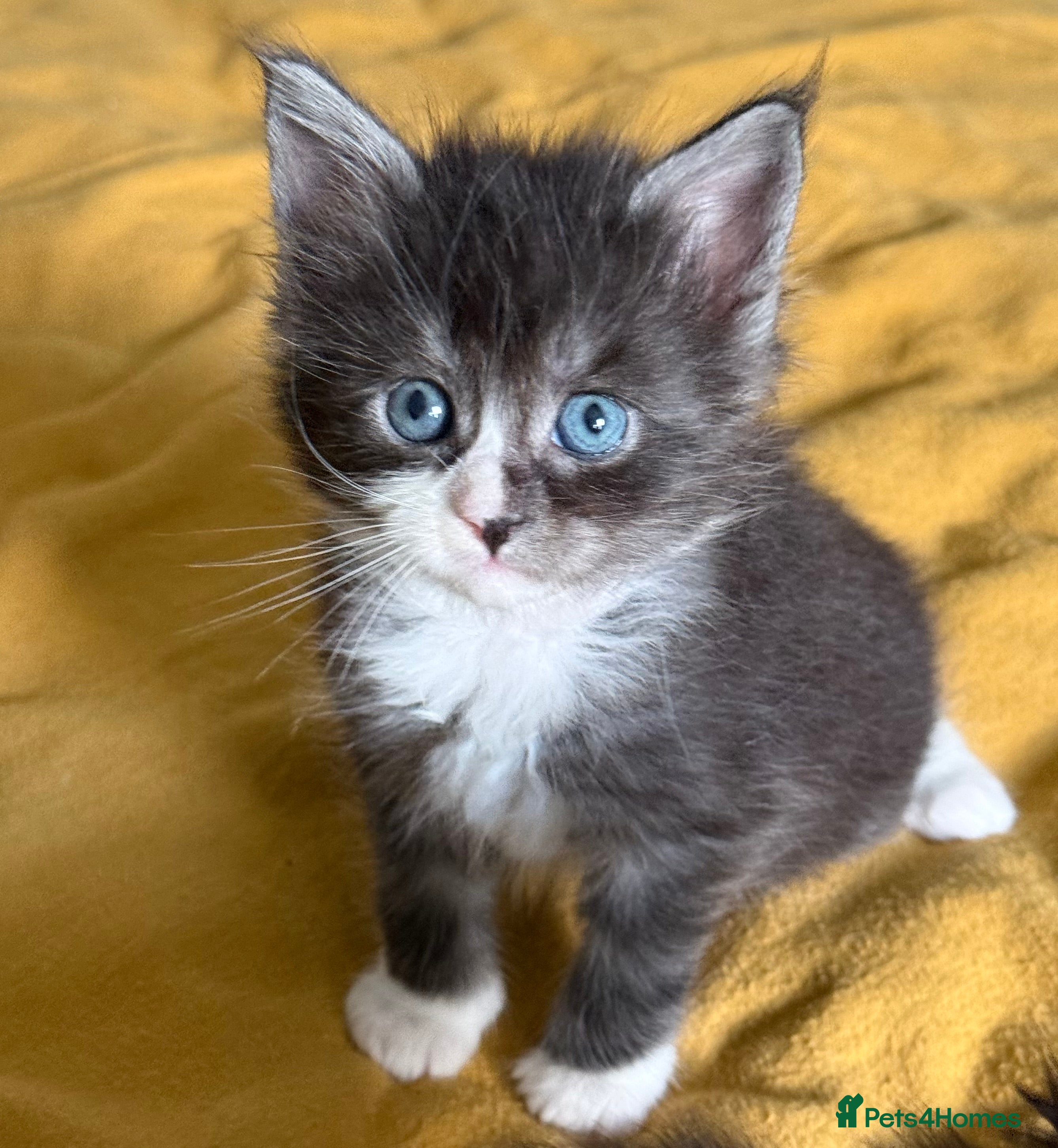 Maine Coon cats TICA Reg Maine Coon Kittens Unique Black Smokes - Advert 8