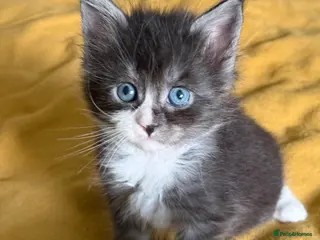 Maine Coon cats TICA Reg Maine Coon Kittens Unique Black Smokes - Advert 8