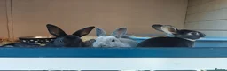 Rex rabbits for sale: Mini Rex Rabbits  - Advert 24