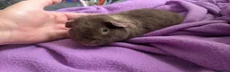 Guinea Pig rodents for sale: Teddy guinea pigs boys from 5 months old - Advert 11