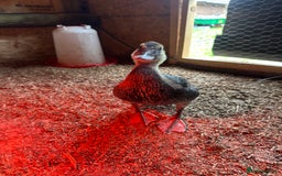 Ducks poultry for sale: Muscovies Muscovy ducklings Unsexed  - Image 5