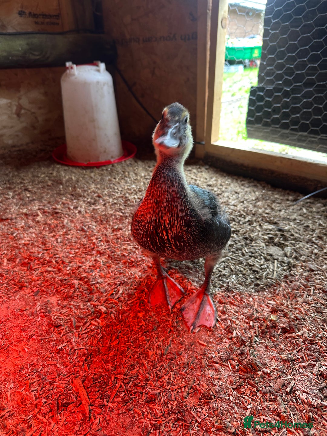 Ducks poultry for sale: Muscovies Muscovy ducklings Unsexed  - Image 5