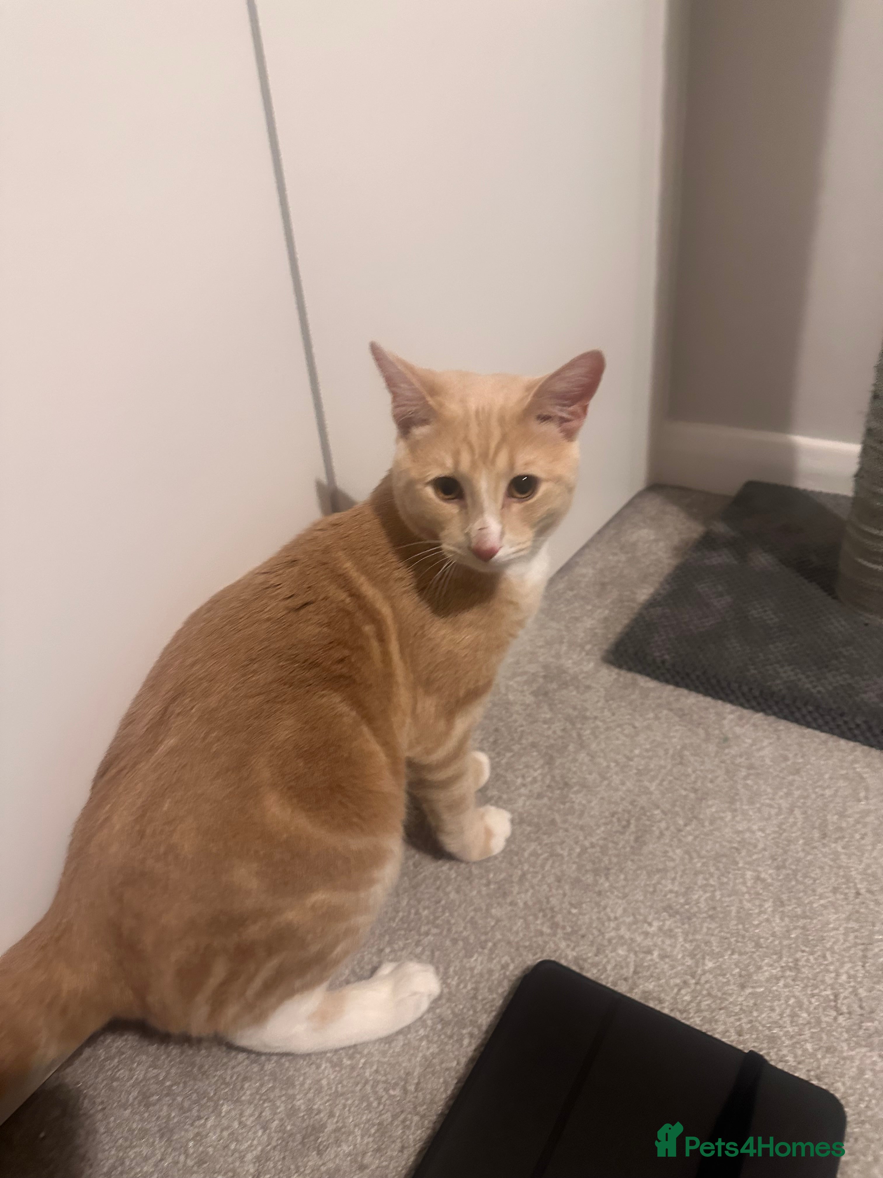 Mixed Breed cats Milo' - Advert 1