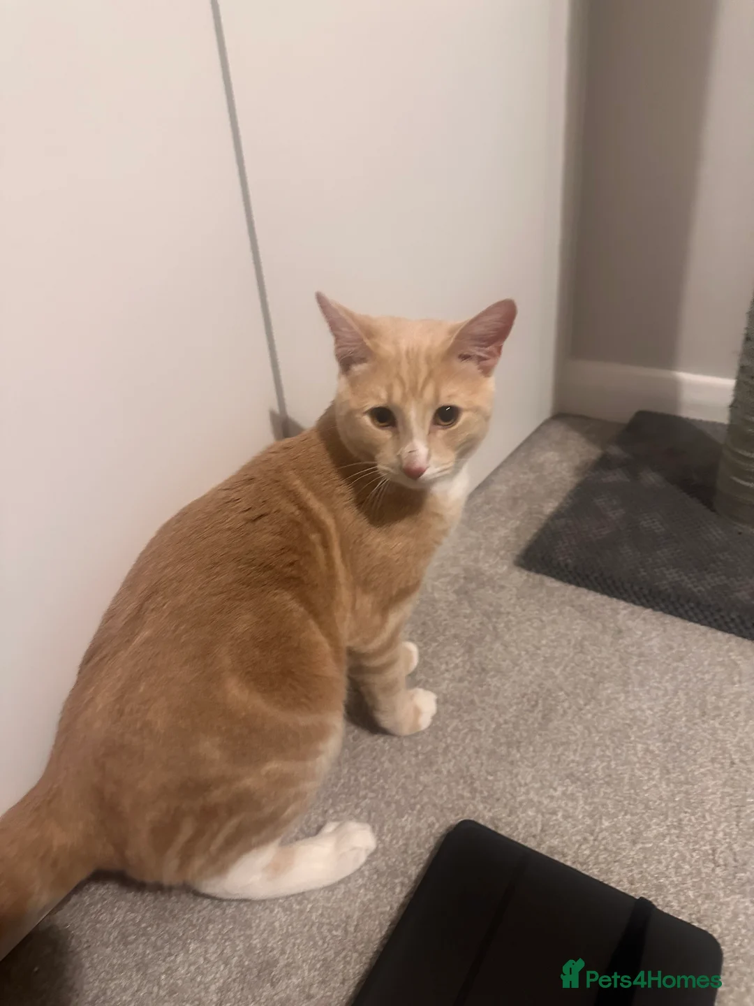 Mixed Breed cats for sale: Milo' - Advert 1