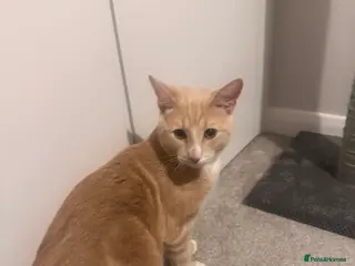 Mixed Breed cats Milo' - Advert 1