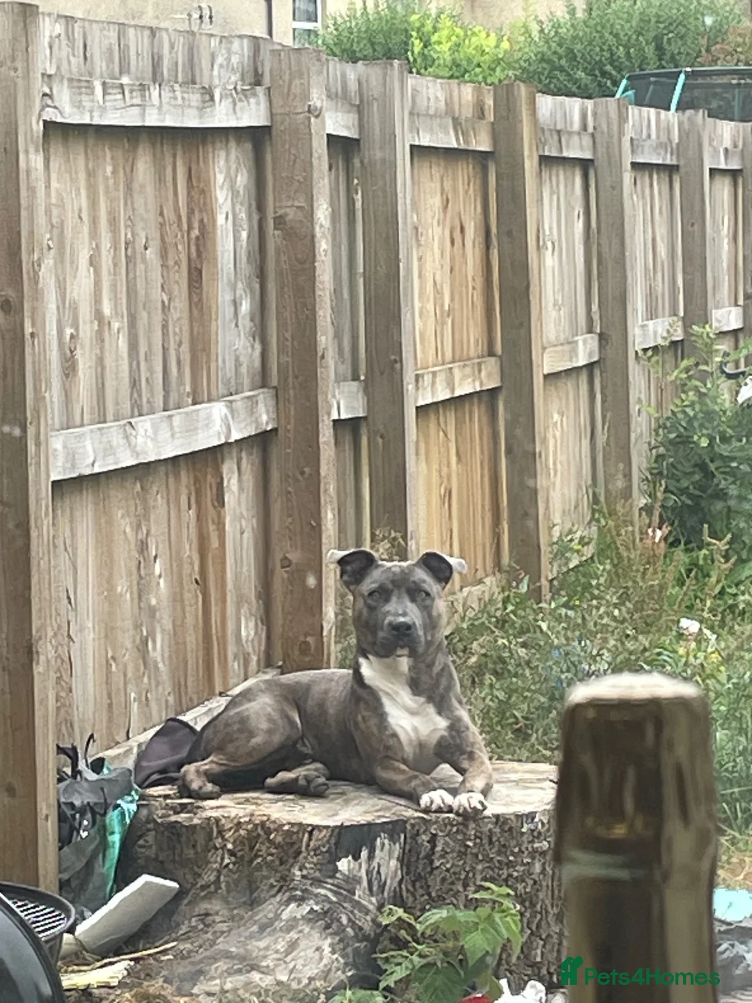 Staffordshire Bull Terrier dogs for sale: Mrs Sophie James  in Neath - Advert 2