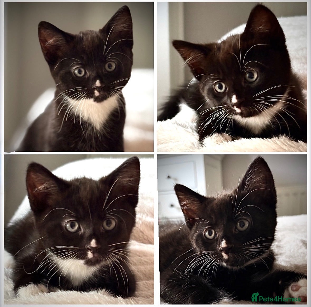 Mixed Breed cats Four beautiful kittens ready now  - Advert 1
