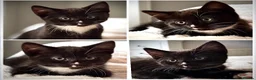 Mixed Breed cats for sale: Four beautiful kittens ready now  - Advert 1