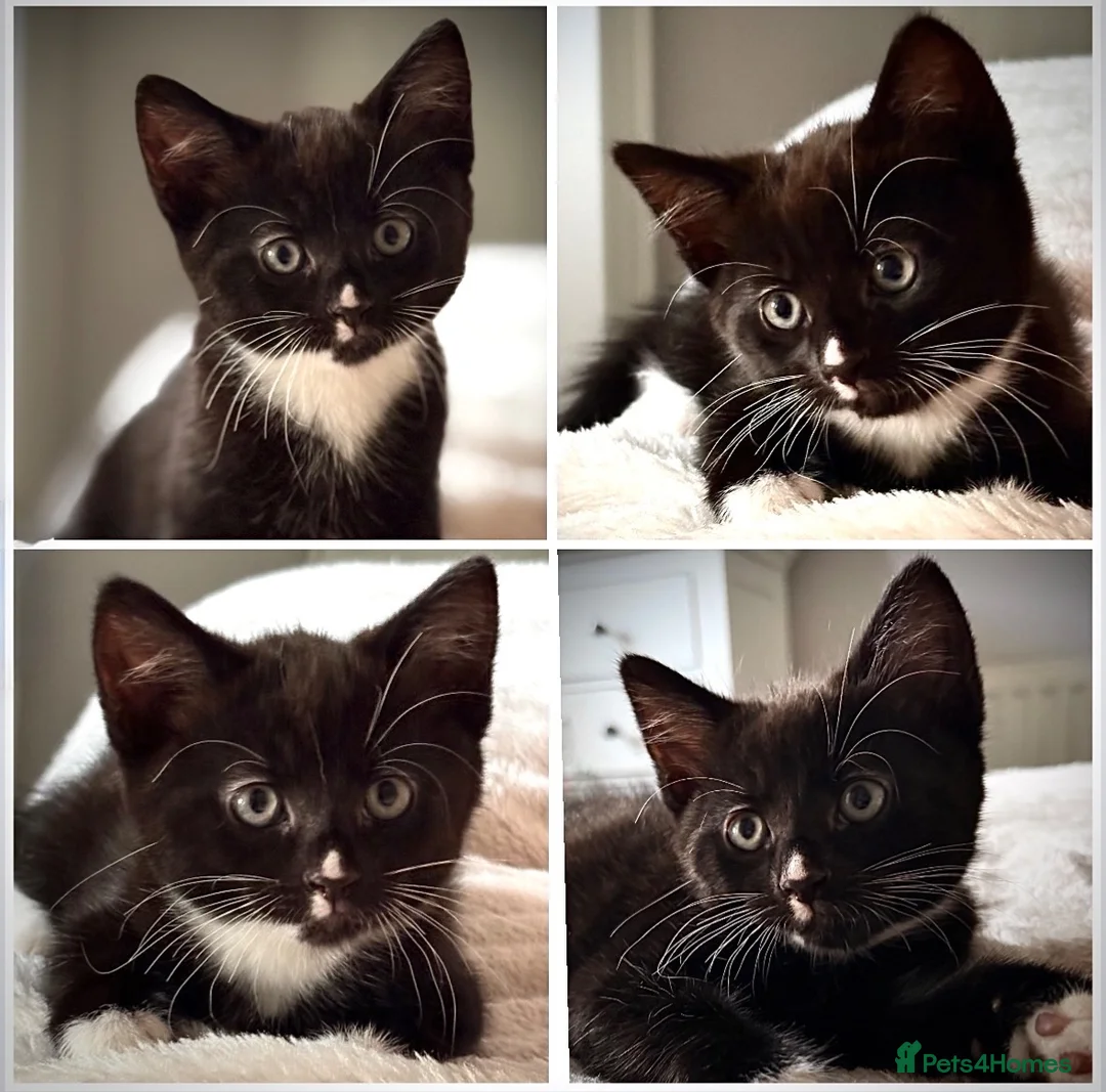 Mixed Breed cats for sale: Four beautiful kittens ready now  - Advert 1