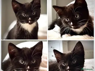 Mixed Breed cats Four beautiful kittens ready now £200 - Advert 6