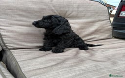 Cockapoo dogs for sale: Cockapoo  - Image 4