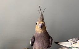 Cockatiels birds for sale: 3 cockatiels for sale - Image 6
