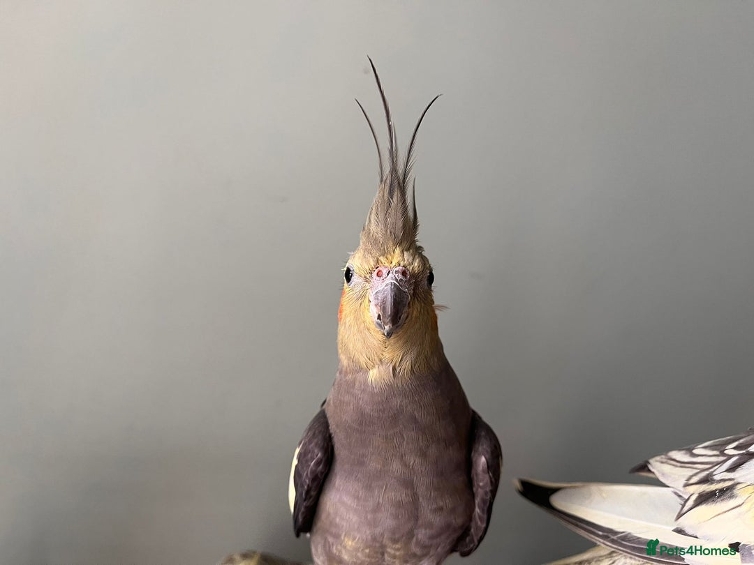Cockatiels birds for sale: 3 cockatiels for sale - Image 6