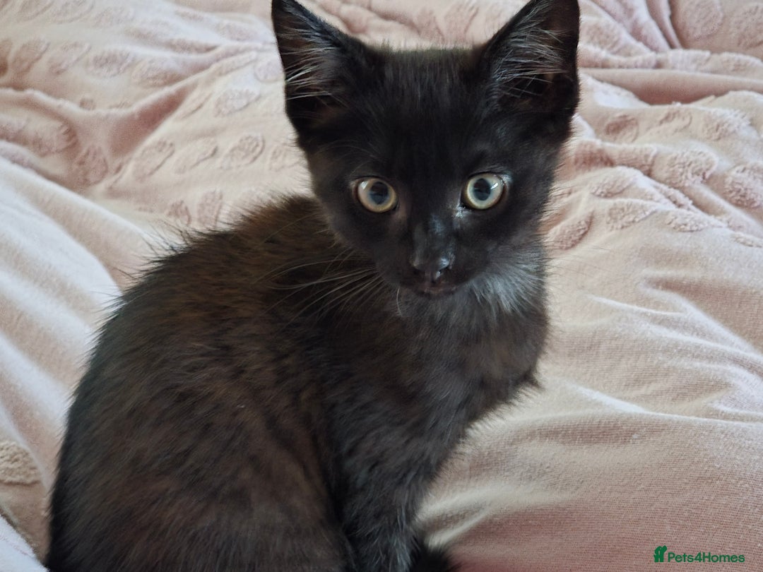 Maine Coon cats for sale: Ginger kitten's  - Image 3