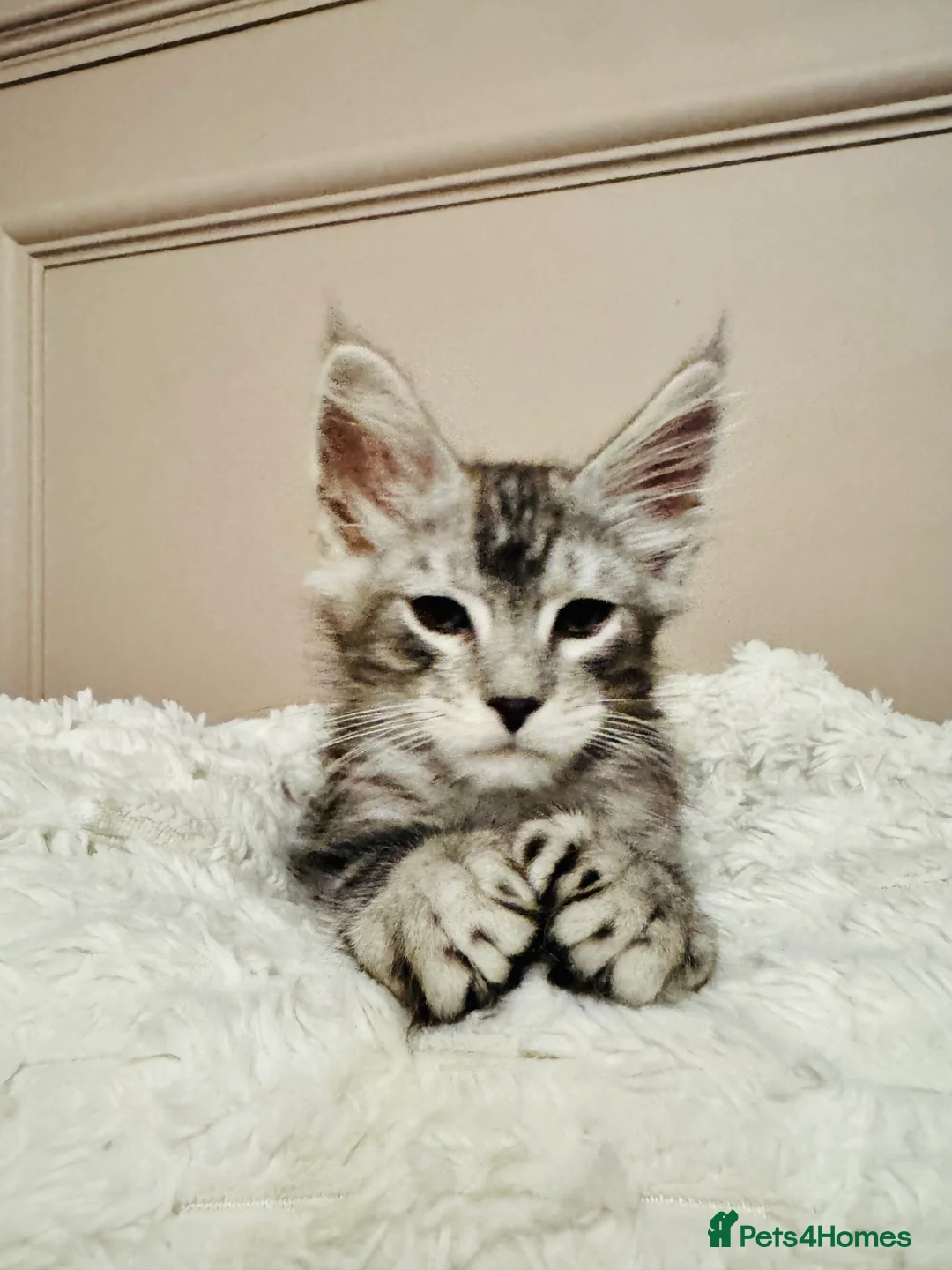 Maine Coon cats for sale: Maine coon polydactyls kittens DNA clear TICA reg - Advert 14