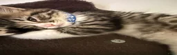 Ragcoon cats for sale: RAGCOONS ragdoll mainecoons  - Advert 23