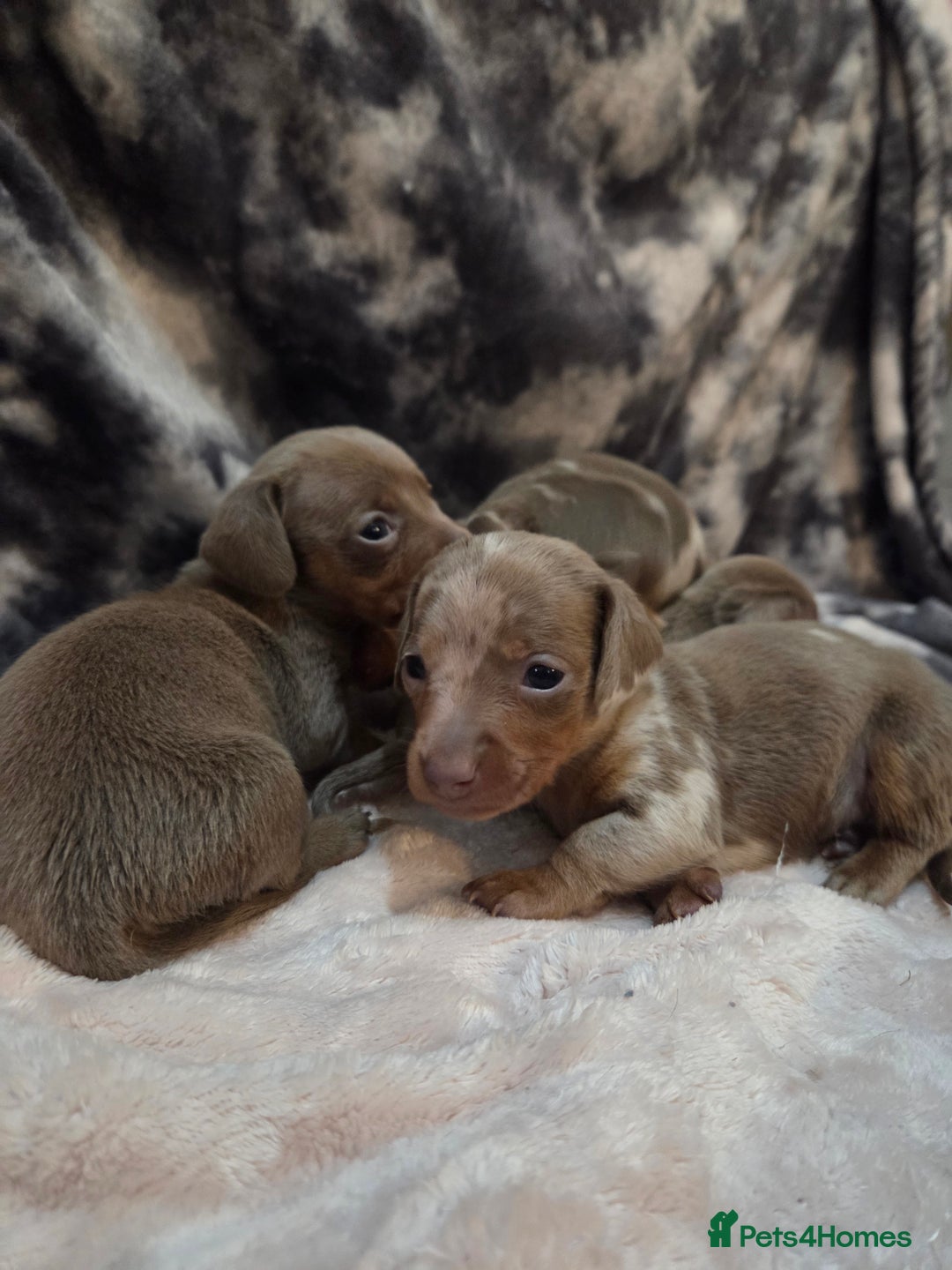 Miniature Dachshund dogs for sale: Miniature dachshund pups KC Reg - Advert 23