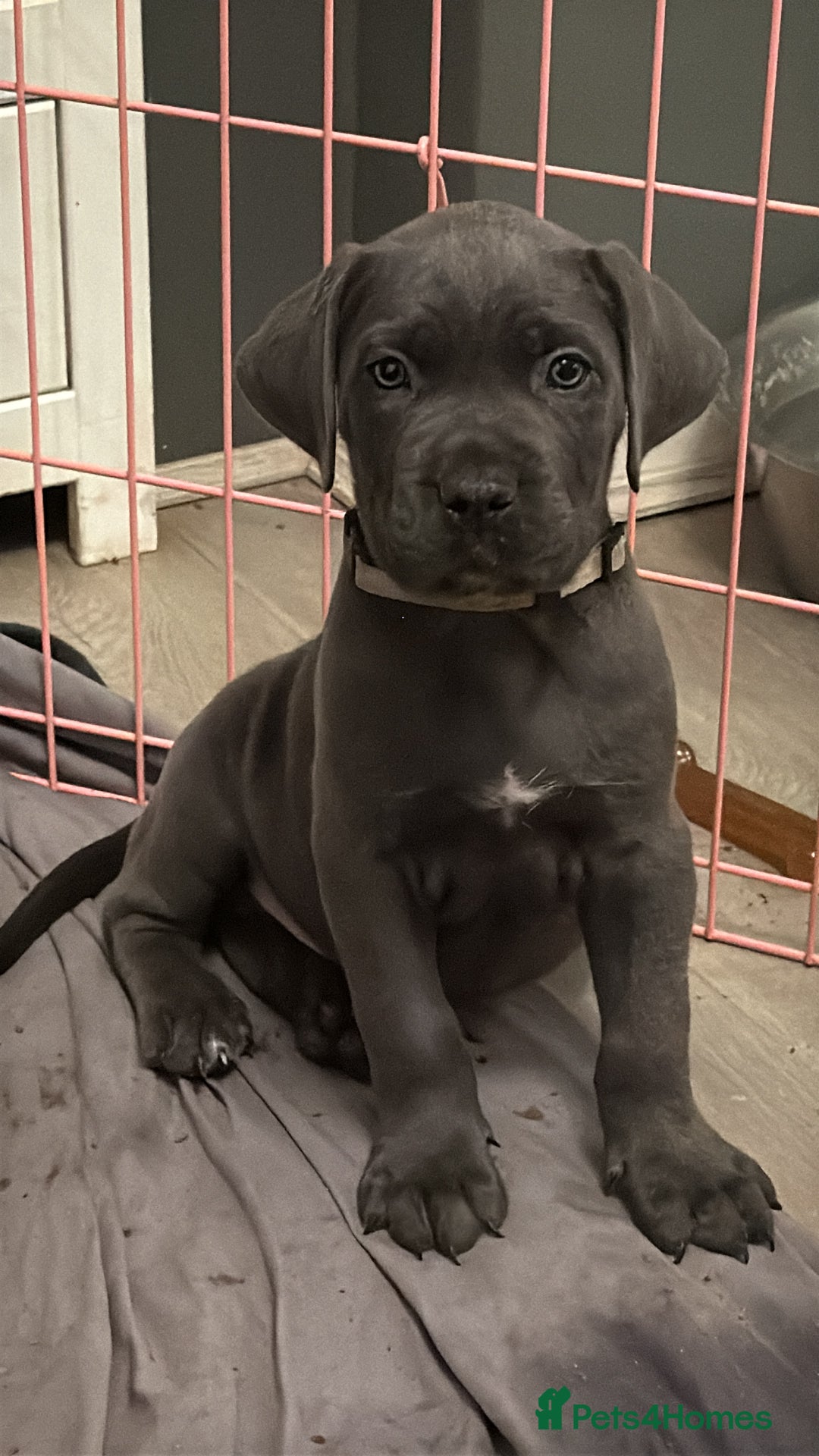 Cane Corso dogs for sale: Exceptional, Champion Bloodline Cane Corso Puppies - Advert 1