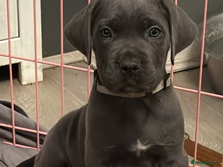 Cane Corso dogs Exceptional, Champion Bloodline Cane Corso Puppies - Advert 1