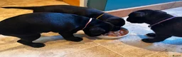 Mixed Breed dogs for sale: 2 female Patterpoos - Advert 3