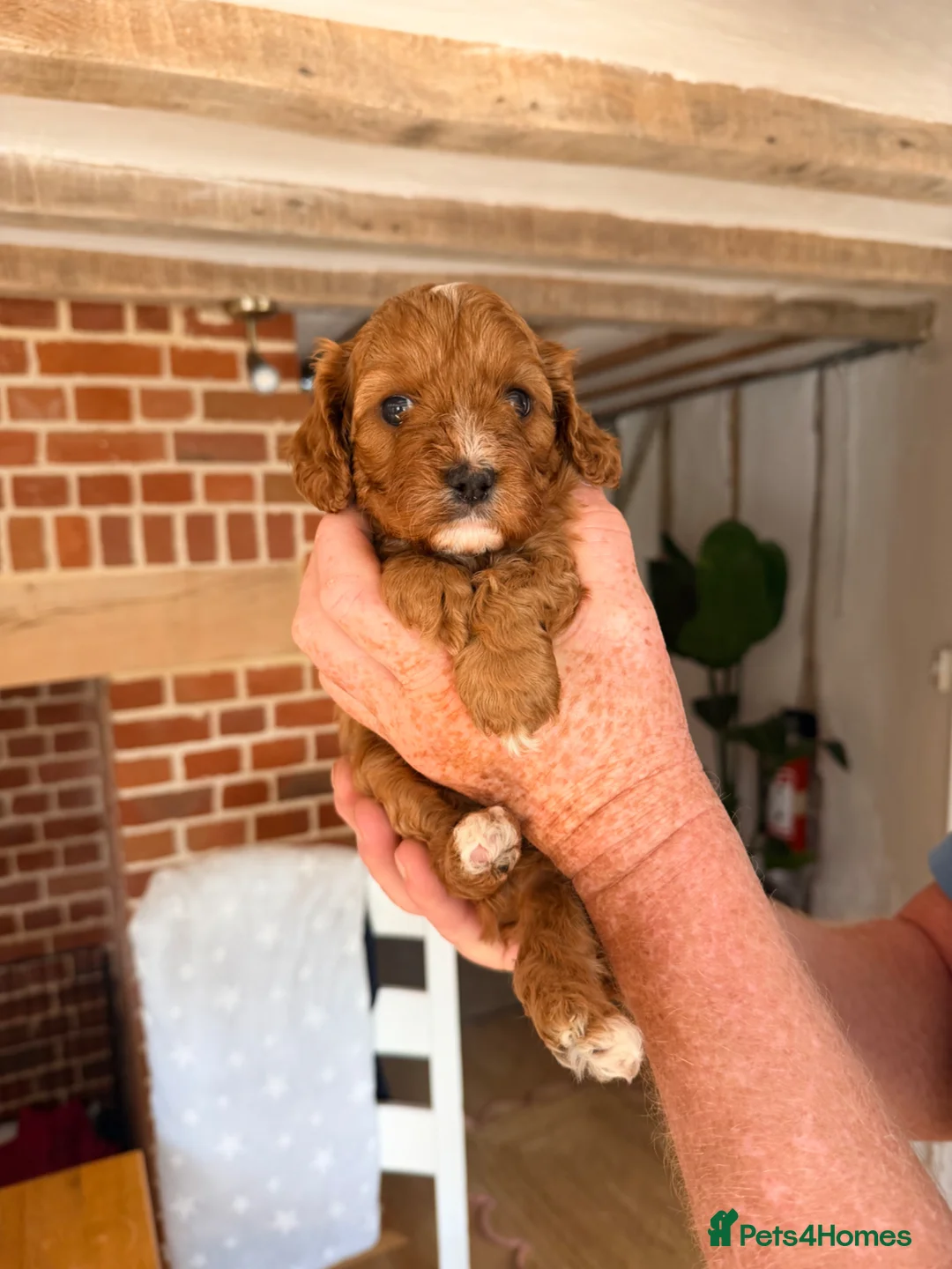 Cavapoo dogs for sale: 🐶 FAMILY CAVAPOO PUPPIES 🐶 - Advert 12