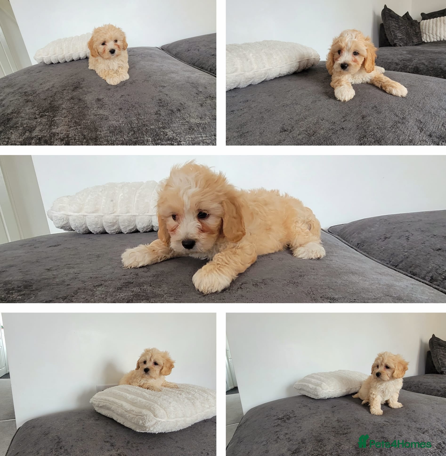 Maltipoo dogs Amazing Asian Maltipo puppies  - Advert 1