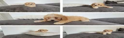 Maltipoo dogs for sale: Amazing Asian Maltipo puppies  - Advert 1