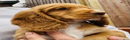 Cocker Spaniel dogs for sale: Terrific Cocker spaniels  - Advert 12