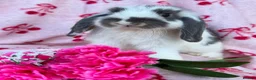 Mini Lop rabbits for sale: Beautiful Pure Bred Mini Lop Bunnies Ready Now - Advert 5