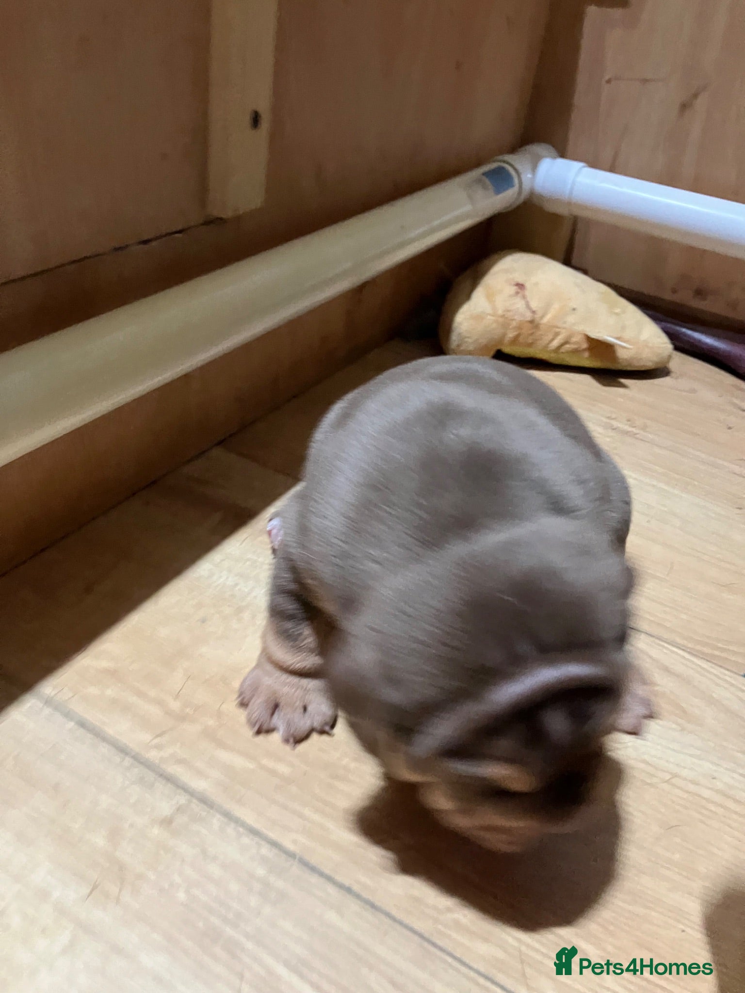 Olde English Bulldogge dogs Bulldog puppies - Advert 4