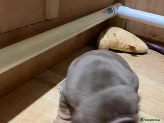 Olde English Bulldogge dogs Bulldog puppies - Advert 1