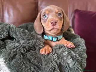 Miniature Dachshund dogs dachshund puppies ready to leave now - Advert 4