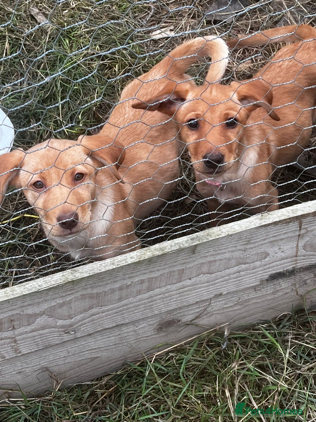Mixed Breed dogs for sale:  5 LEFT! Kelpie x Lab Puppies - Image 2