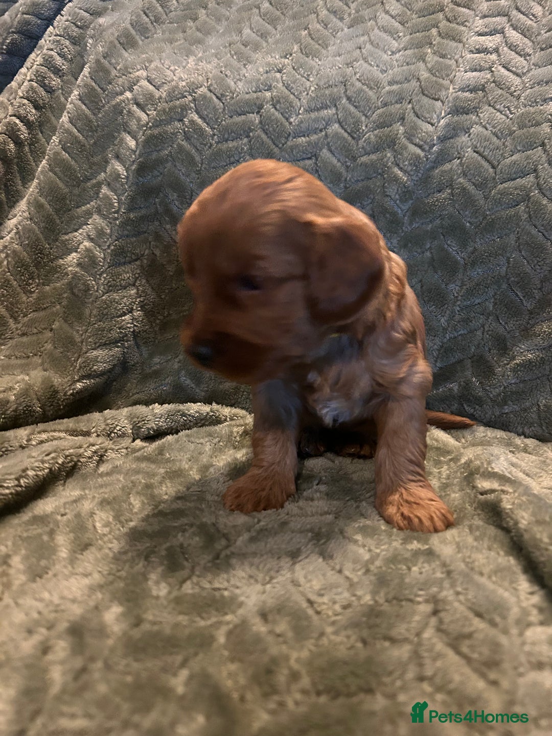 Labradoodle dogs for sale: 🐾F1b Healthy Labradoodle Puppies – Ready 18 Dec🐾 - Advert 24