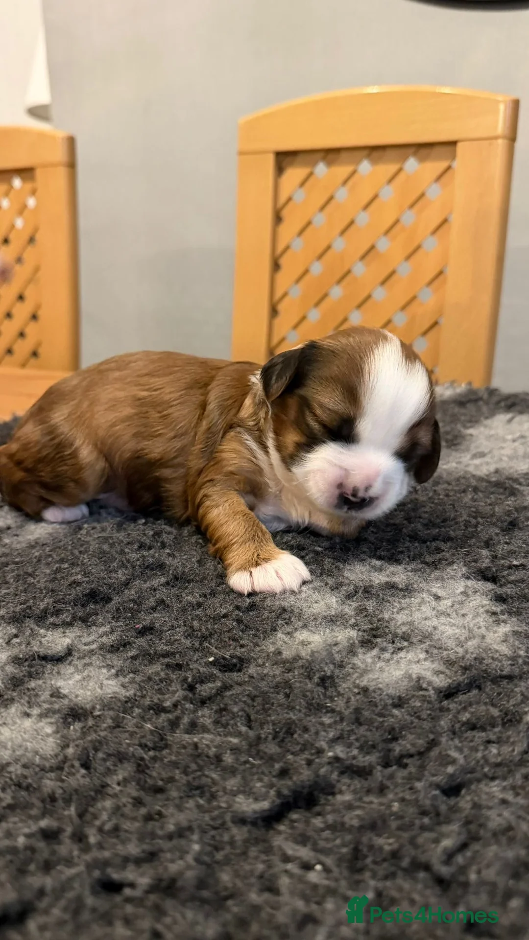 Tibetan Terrier dogs for sale: Kennel club registered Tibetan terrier puppies  - Advert 24