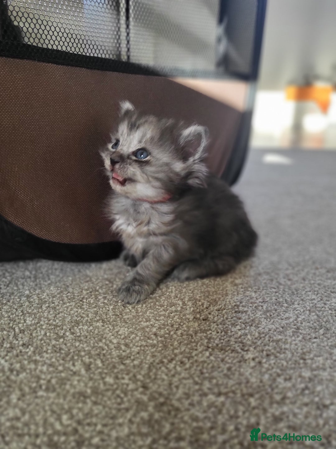 Ragcoon cats for sale: BEAUTIFUL RAGCOONS - Advert 4