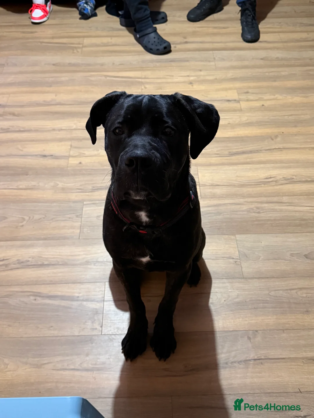 Cane Corso dogs for sale: Male cane corso 10months old - Advert 2