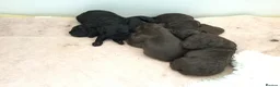 Toy Poodle dogs for stud: Gorgeous Black & White parti toy poodle in ELY - Advert 8