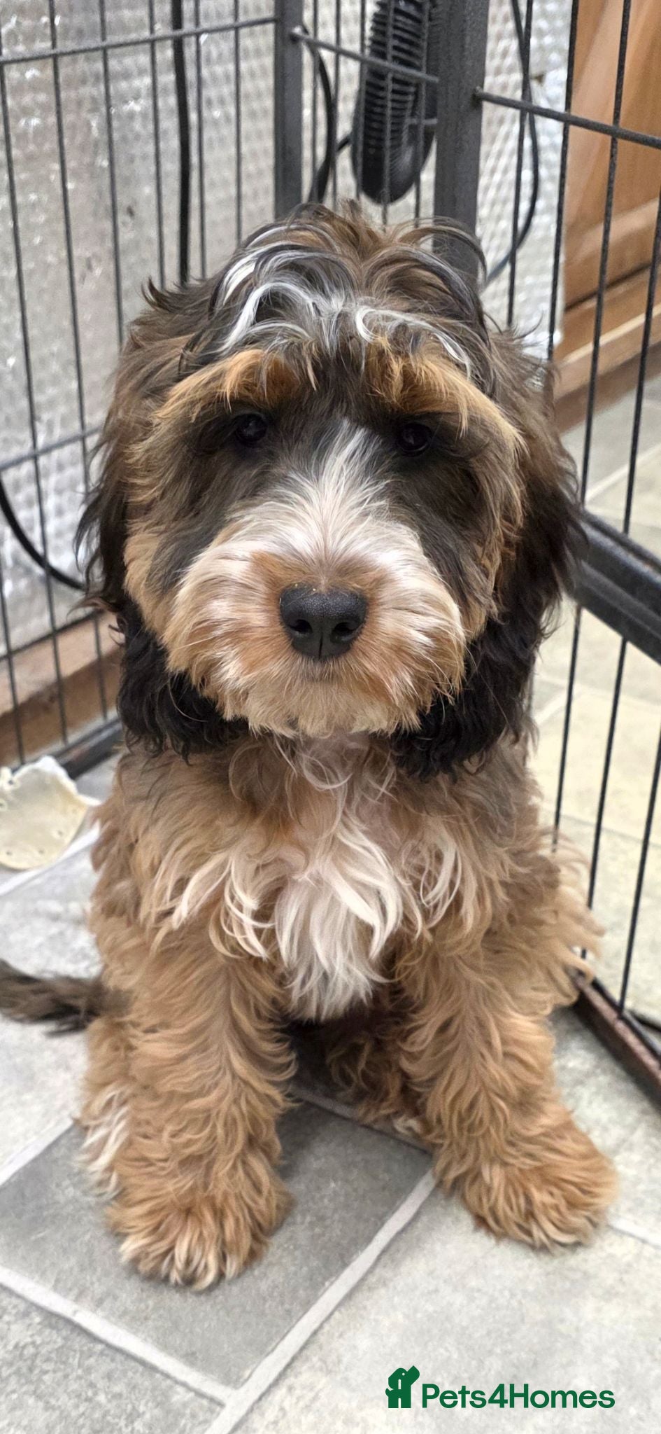Cockapoo dogs Stunning F1 Cockapoo puppys  - Advert 17