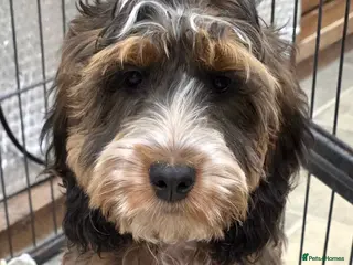 Cockapoo dogs Stunning F1 Cockapoo puppys - Advert 17