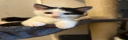 Bengal cats for sale: Bengal X kittens in Bristol - Advert 4