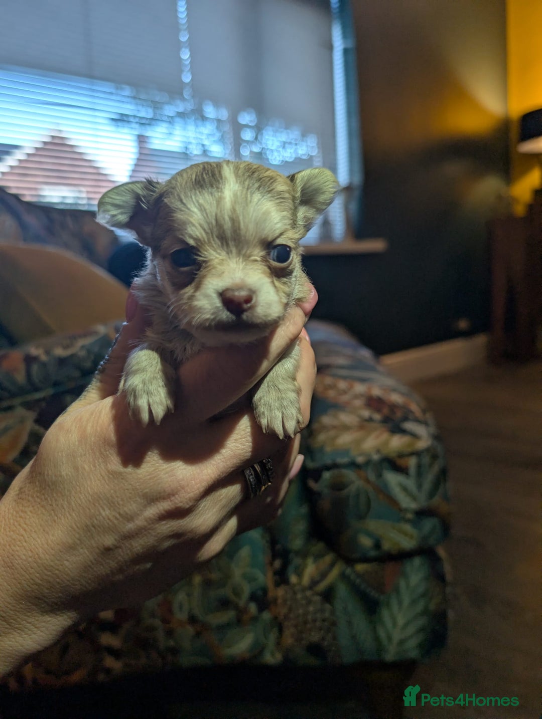 Chihuahua dogs for sale: GORGEOUS LONGHAIRED MERLE CHIHUAHUAS  - Advert 12