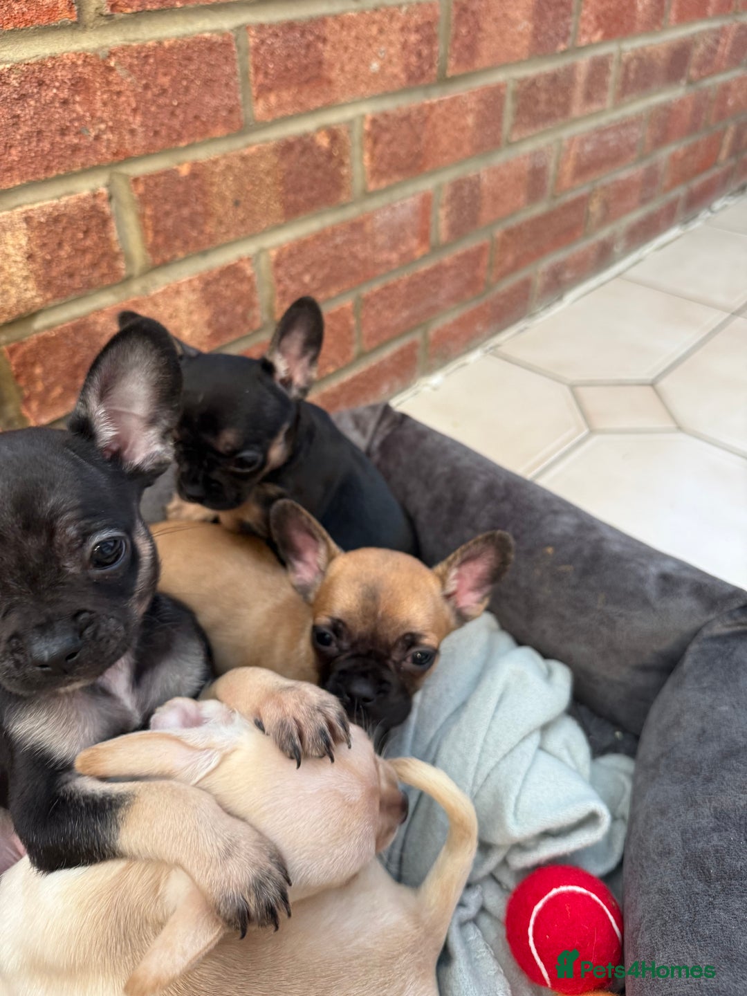 Mixed Breed dogs for sale: Frenchie x chihuahua pups - Image 3